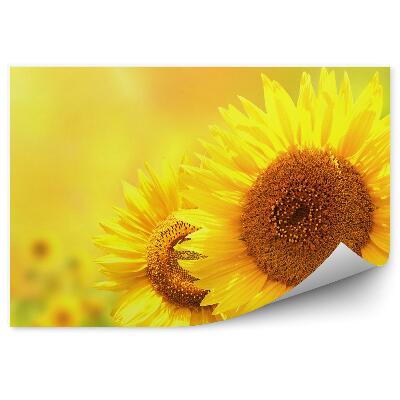 Fototapeta Słonecznik tło kwiaty