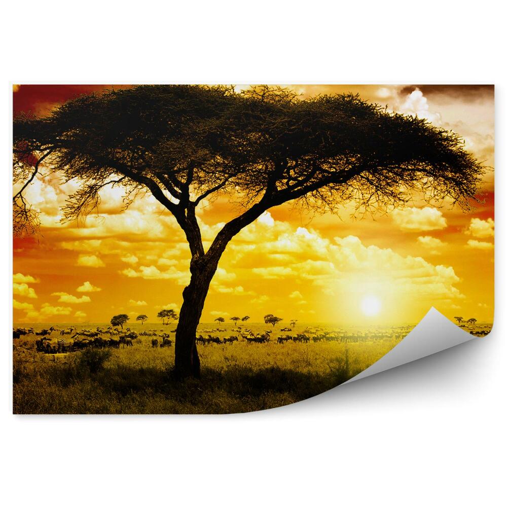 Fototapeta Afryka zwierzęta rośliny natura zachód słońca