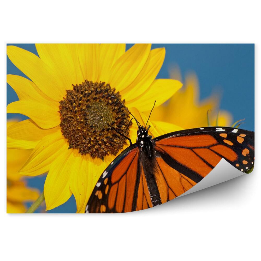 Fototapeta Motyl monarcha słonecznik kwiaty
