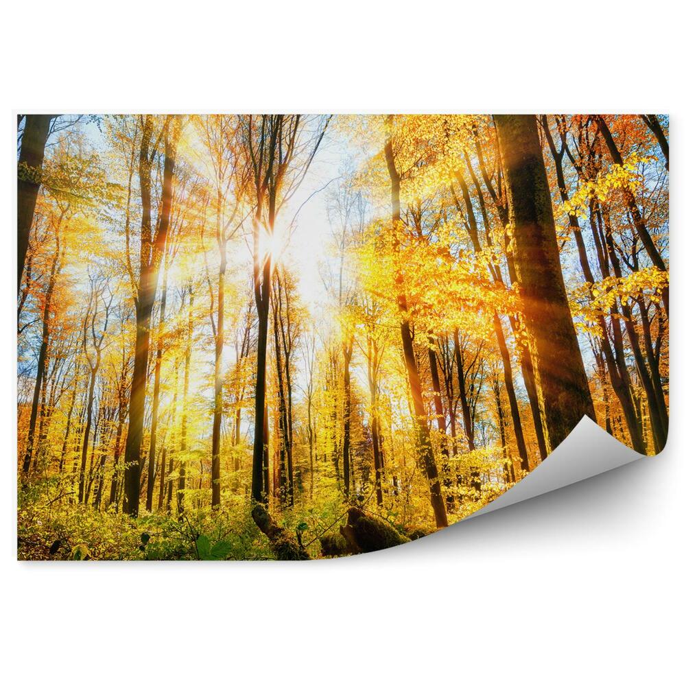 Fototapeta na ścianę Jesienny las drzewa blask słońca promienie trawy