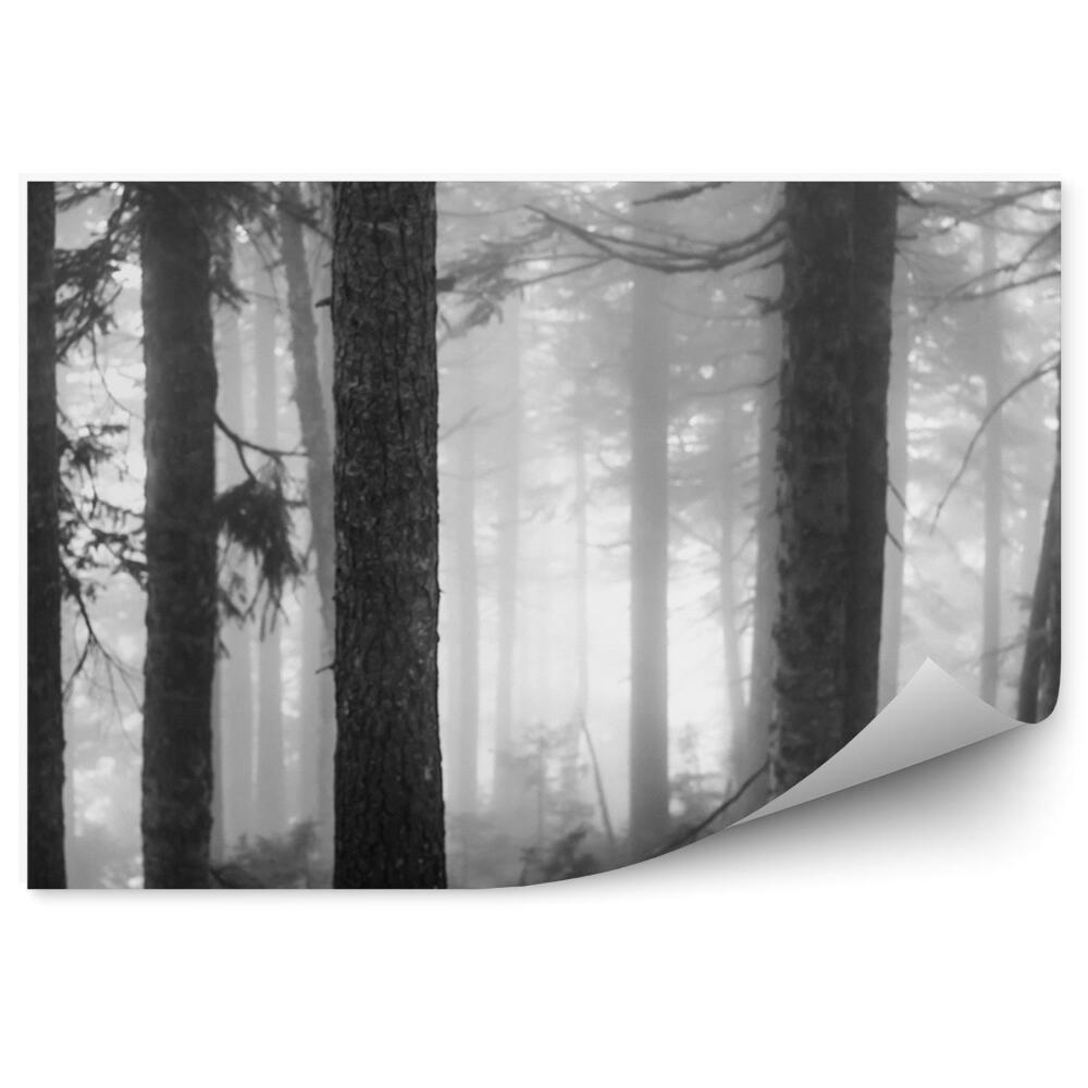 Okleina ścienna Mgła las sepia