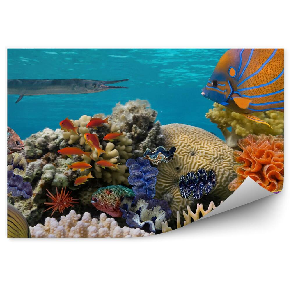 Okleina ścienna Podwodna scena z rafy koralowej