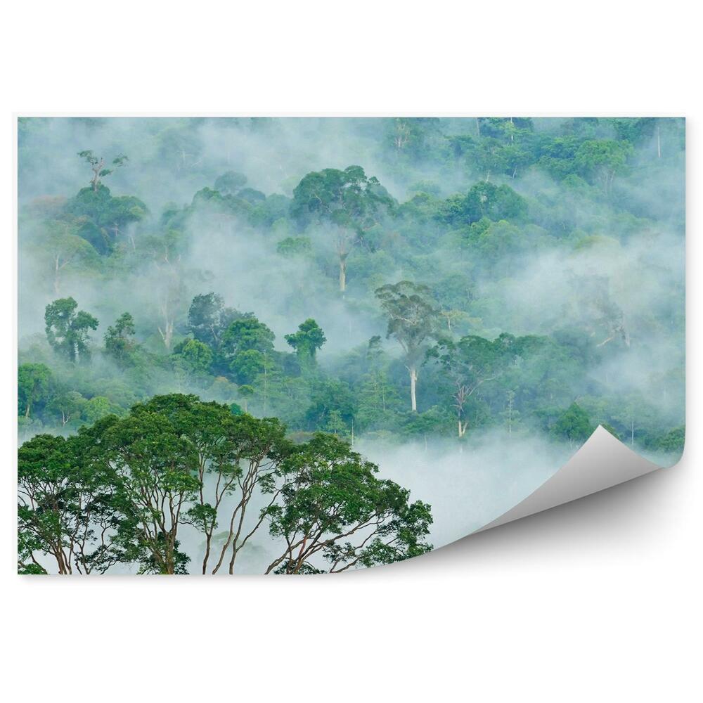 Okleina ścienna Las tropikalny drzewa mgła