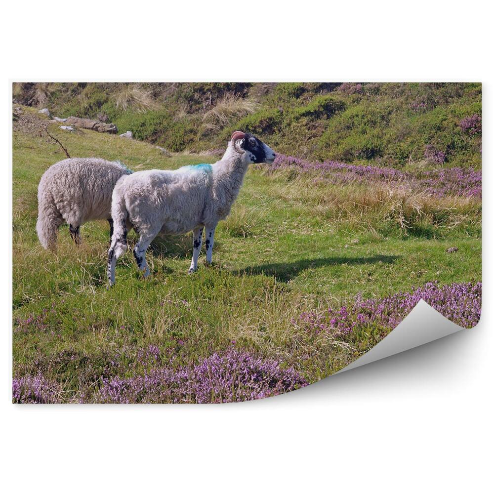 Fototapeta na ścianę Owce kwitnące wrzosy trawa