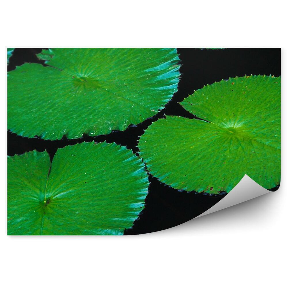 Okleina ścienna Zielone liście lilii woda