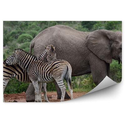 Okleina ścienna Słonie i dwie zebry