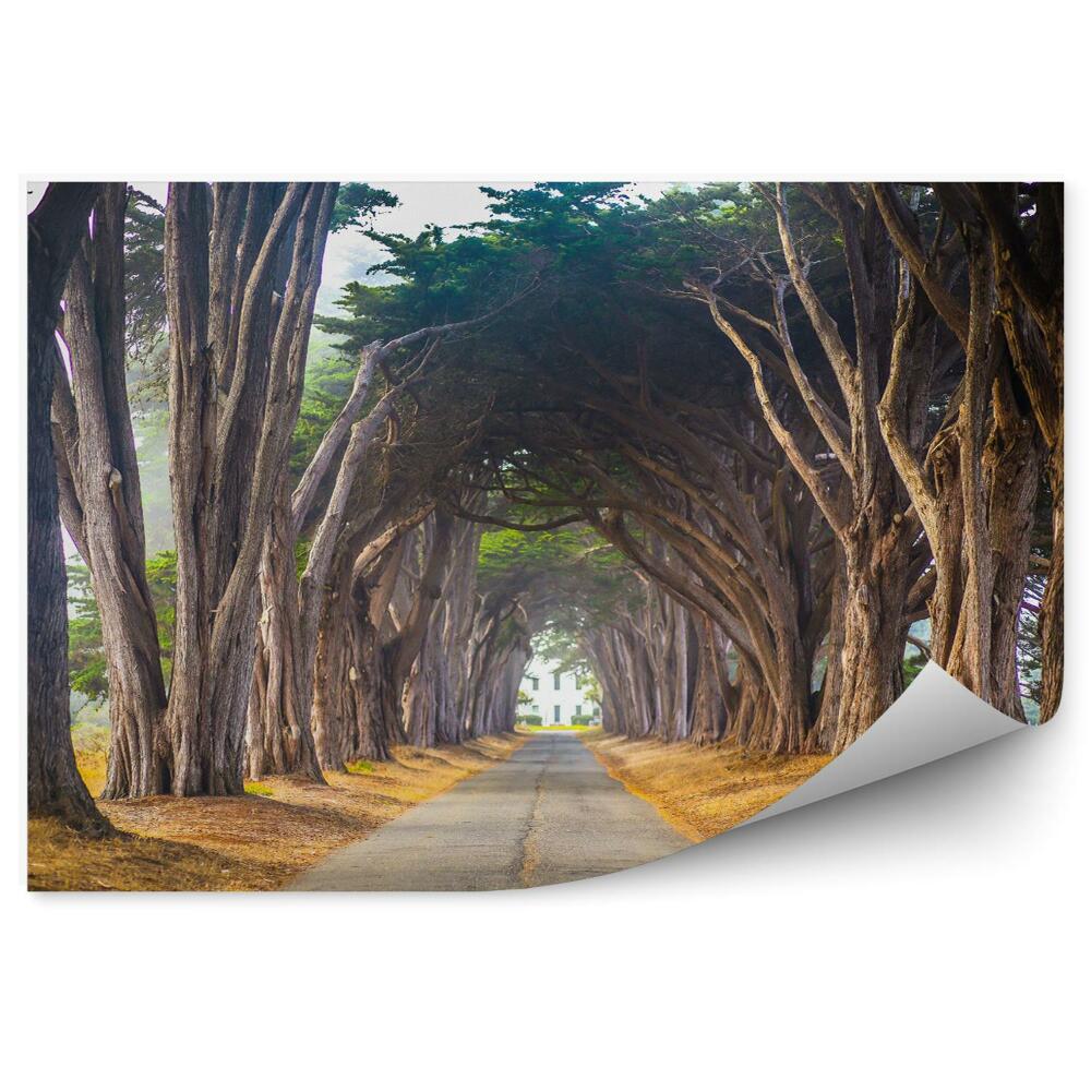 Fototapeta Tunel z drzew 3d