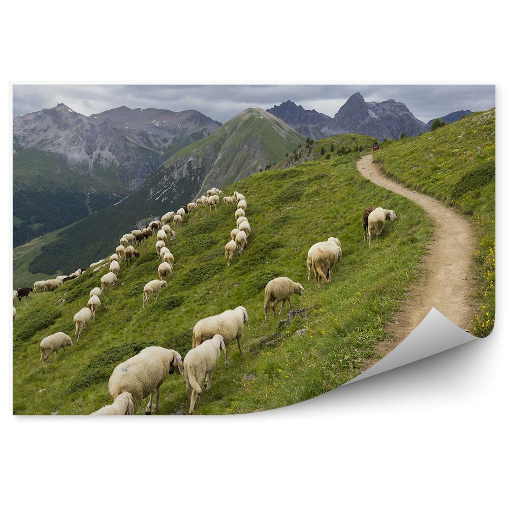Okleina na ścianę Stado owce kozy góry niebo chmury kwiaty alpy