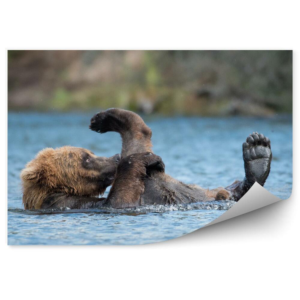 Okleina ścienna Pływający niedźwiedź