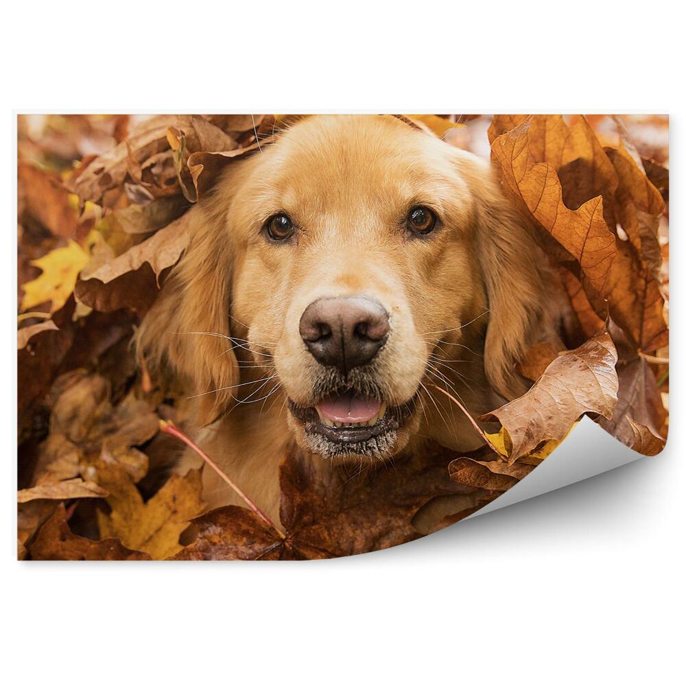 Fototapeta Golden retriever pies jesień liście zabawa radość