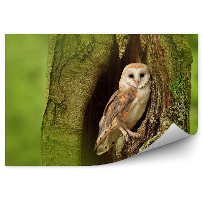 Fototapeta na ścianę Płomykówka w dziupli