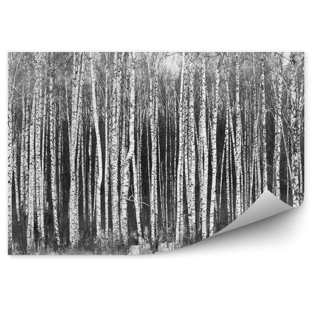 Okleina ścienna Ośniezony las brzozowy czarno-biały krajobraz
