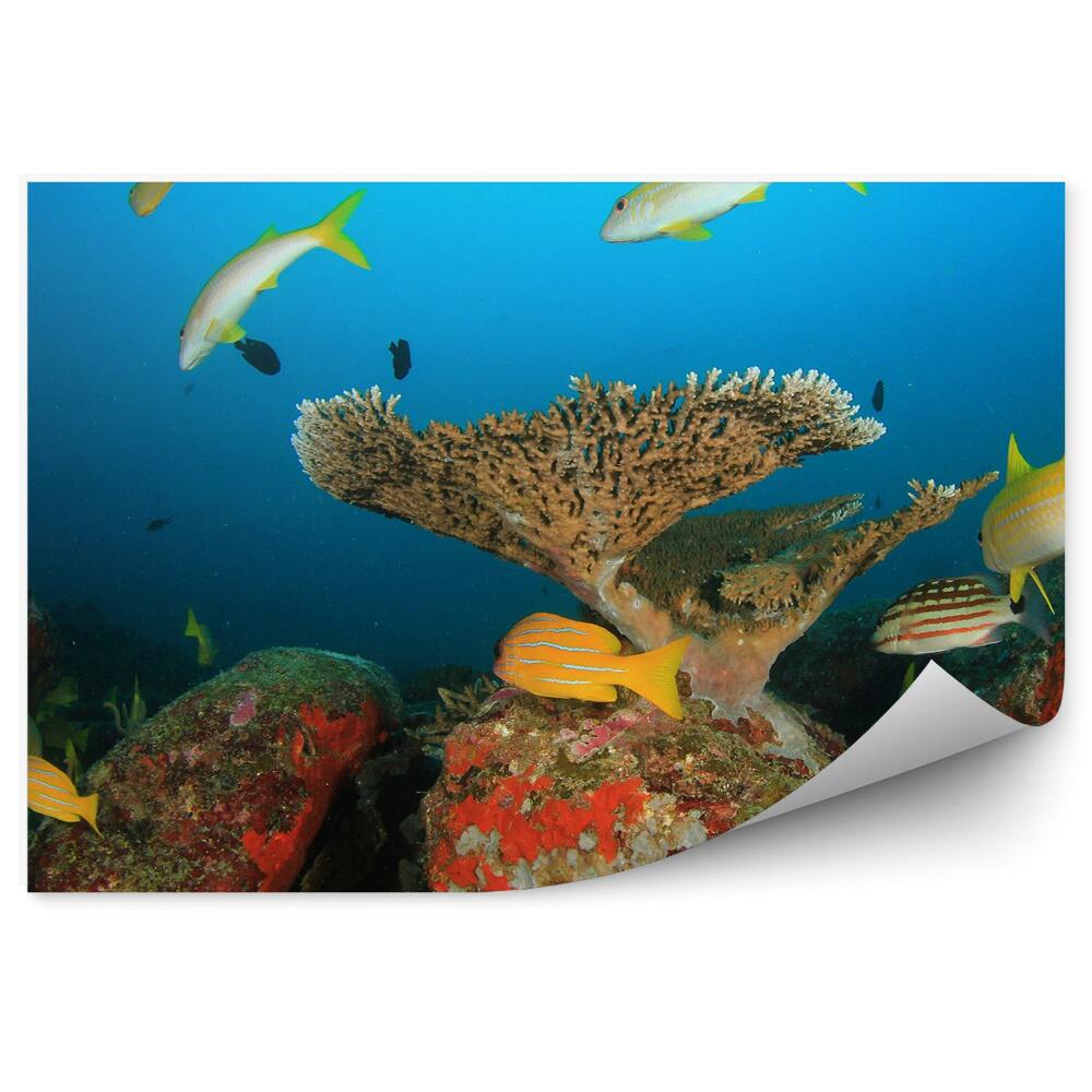 Okleina ścienna Ryby rafa koralowce