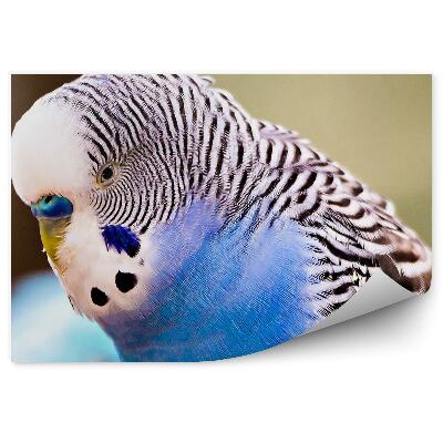 Okleina ścienna Papuga falista zbliżenie na łepek