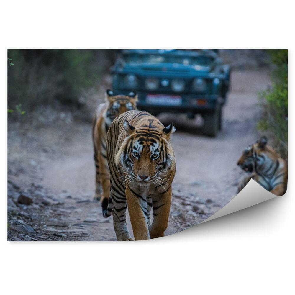 Okleina ścienna Tygrysy ścieżka zieleń natura zwierzęta podróże turyści