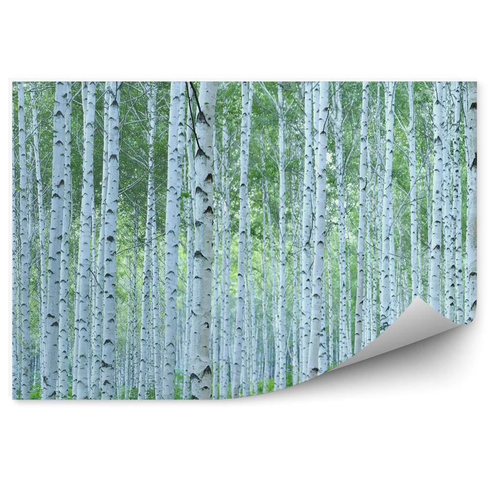 Okleina ścienna Panoramiczny widok zielonego lasu brzozowego