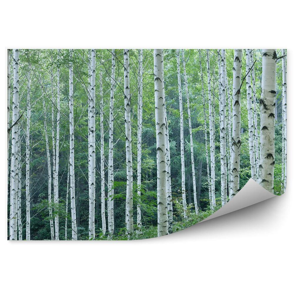 Okleina ścienna Wzgórze las brzozowy panorama drzewa roślinność