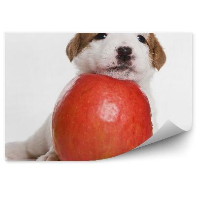 Fototapeta Szczeniak mały piesek jack russell jabłko białe tło