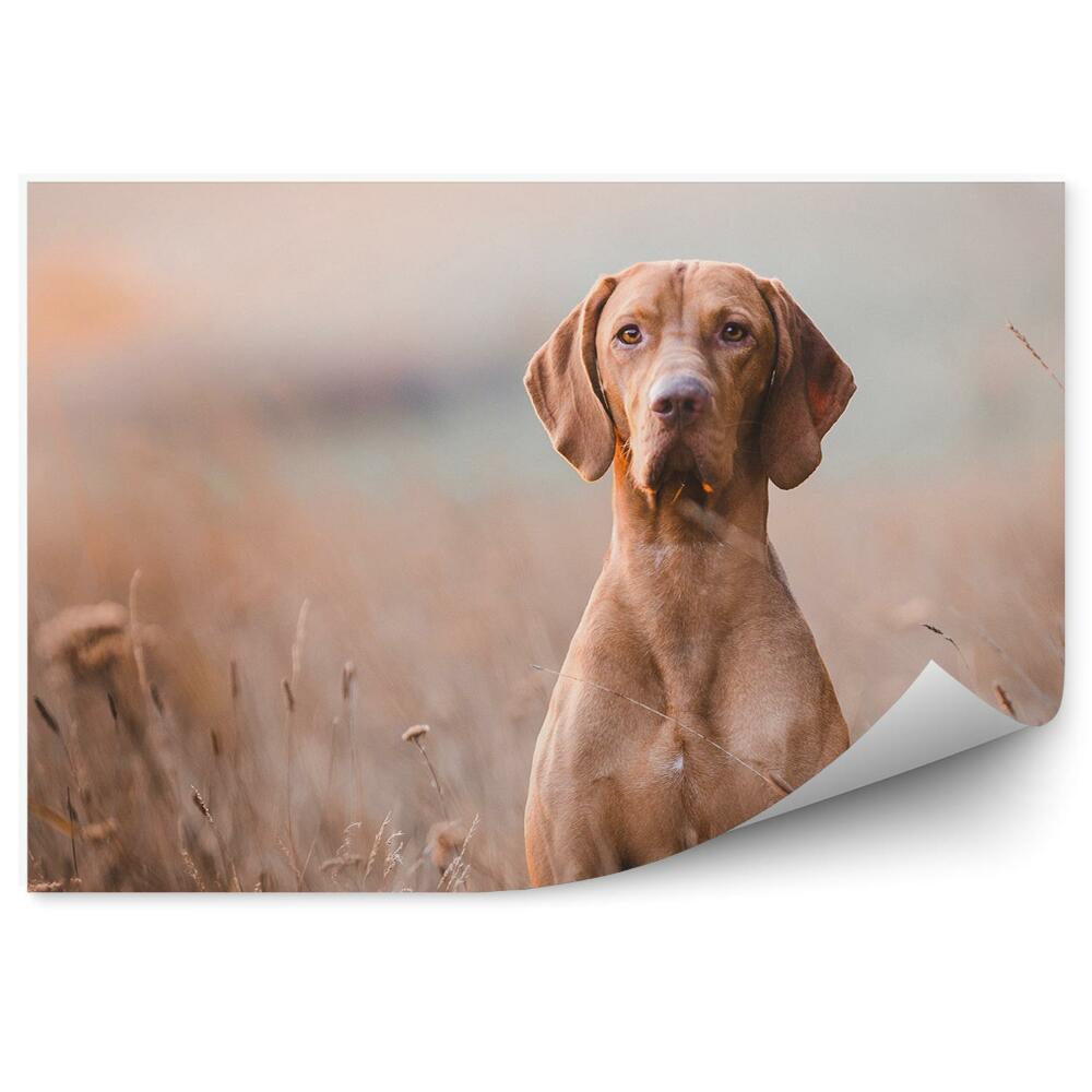 Fototapeta Duży brązowy pies trawa polana