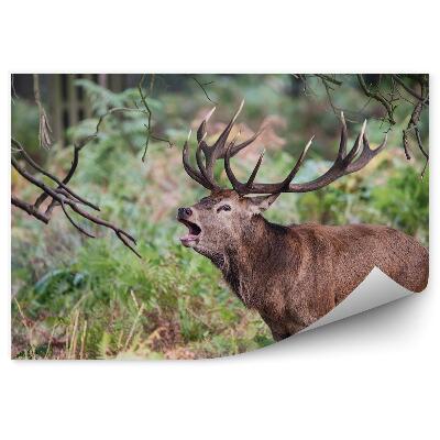 Okleina ścienna Ryczący jeleń wśród paproci