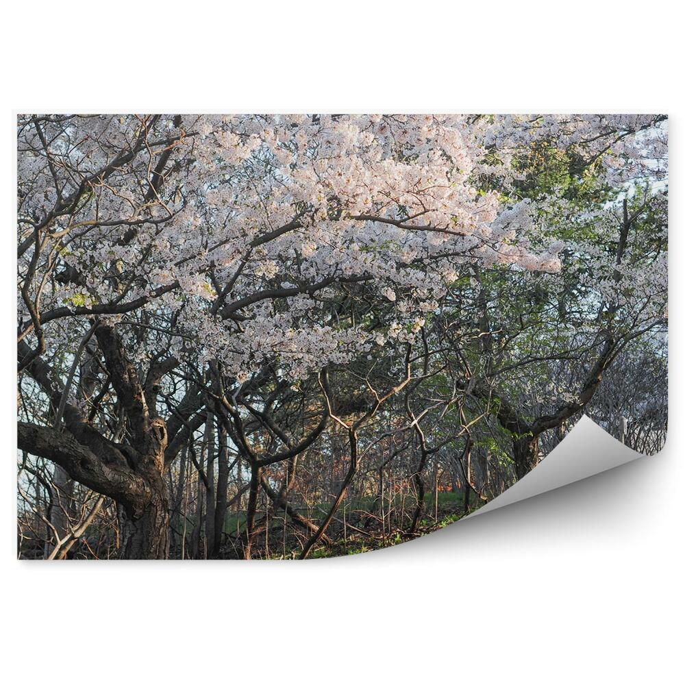 Fototapeta na ścianę Drzewa wiśni kwiaty alejka trawa