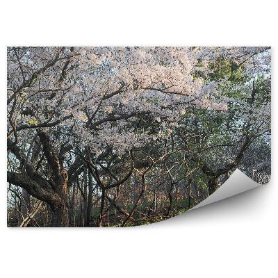 Fototapeta na ścianę Drzewa wiśni kwiaty alejka trawa