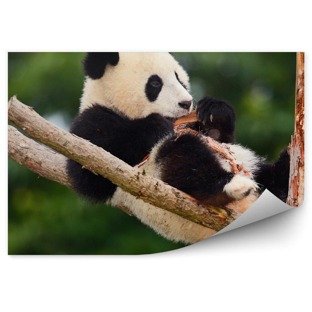 Okleina ścienna Młoda panda na drzewie