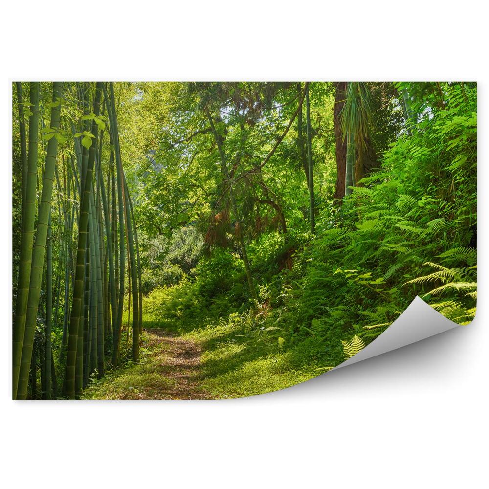 Okleina ścienna Ścieżka droga przez las bambus krzewy