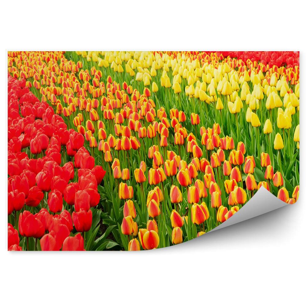 Fototapeta na ścianę Pole tulipanów