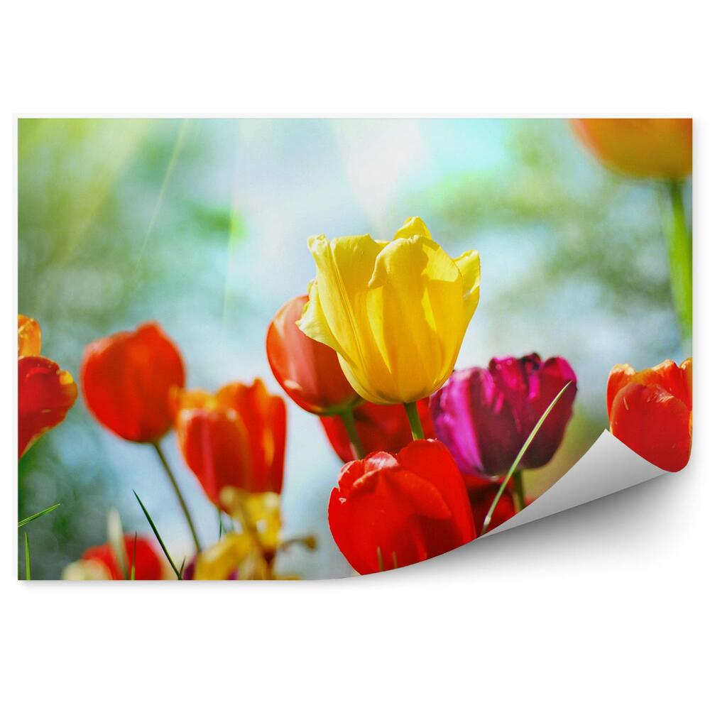 Fototapeta na ścianę Kolorowe tulipany