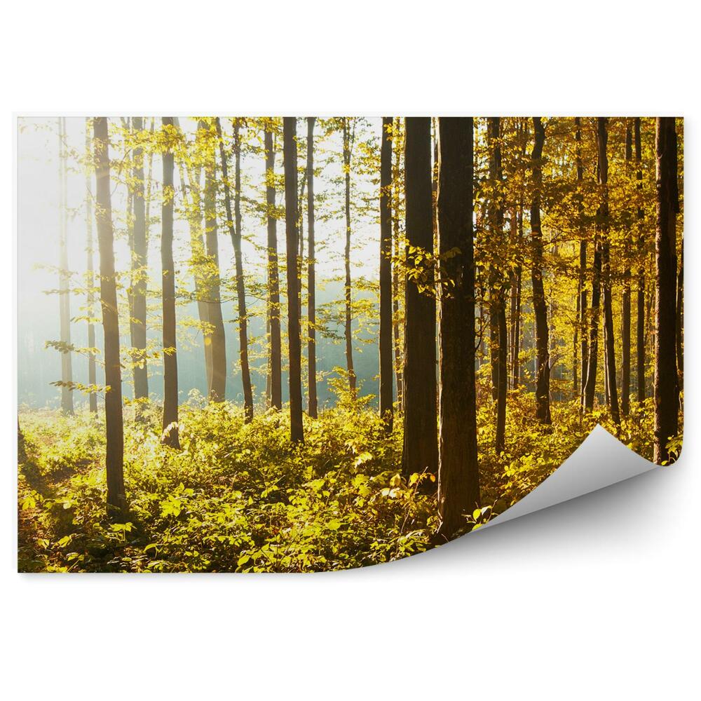 Fototapeta na ścianę Drzewa las krzewy jesień słońce blask