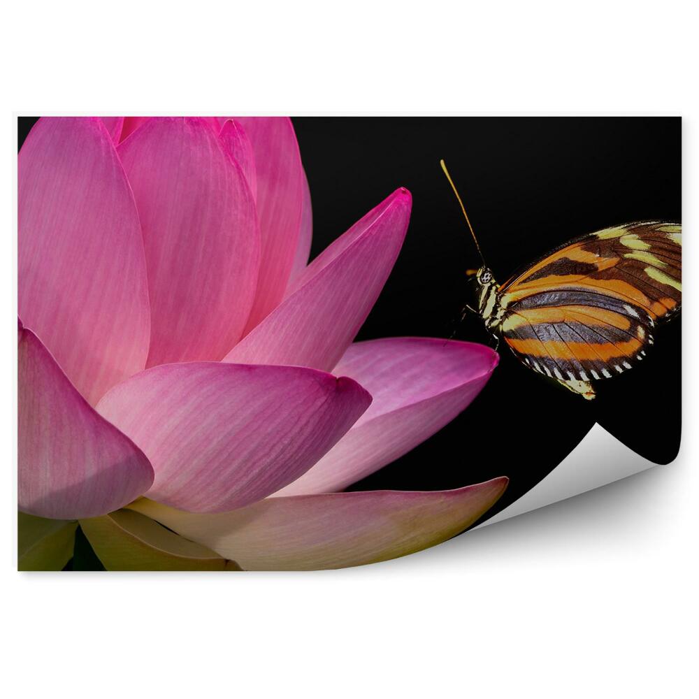 Okleina ścienna Różowe kwiaty lilii motyl monarcha czarne tło