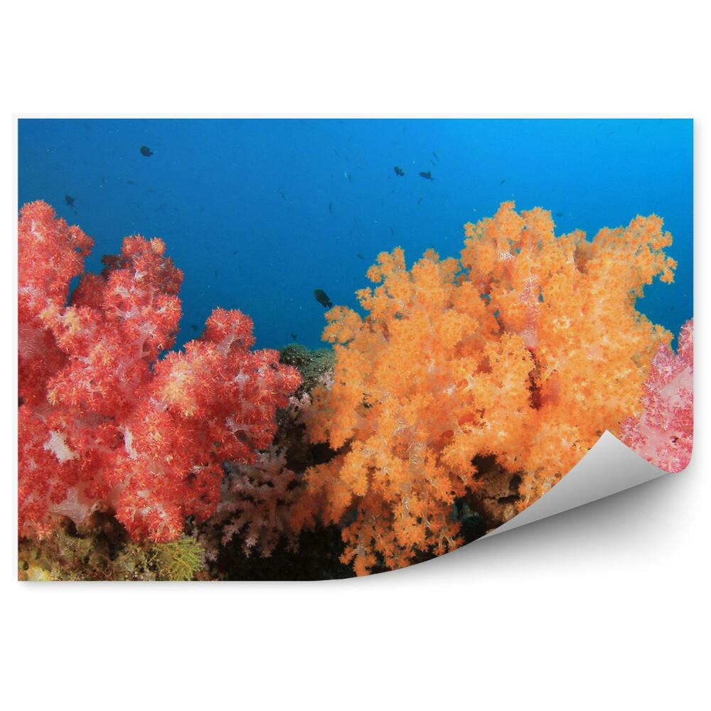 Okleina ścienna Kolorowa podwodna rafa rybki