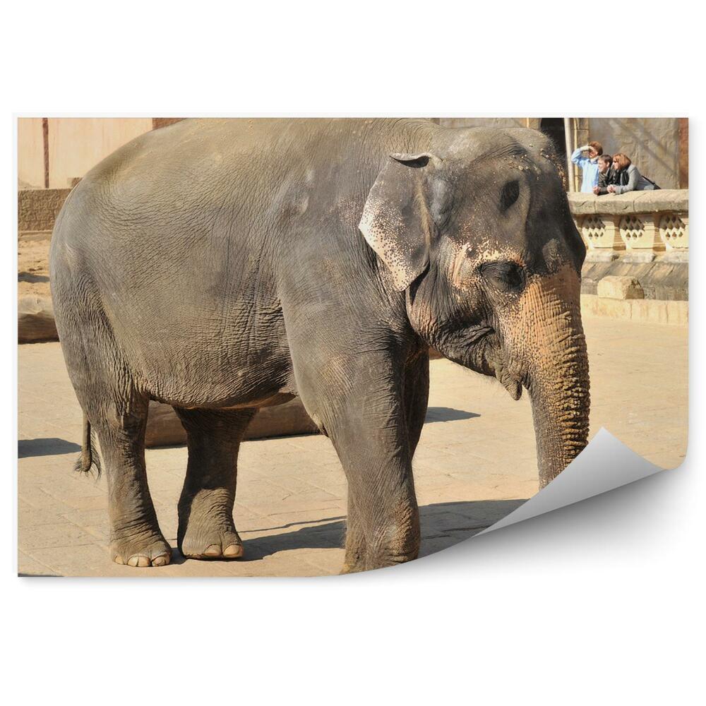 Okleina ścienna Słoń indyjski w zoo