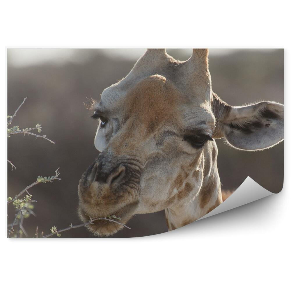 Okleina ścienna Żyrafa drzewo liście safari park namibii