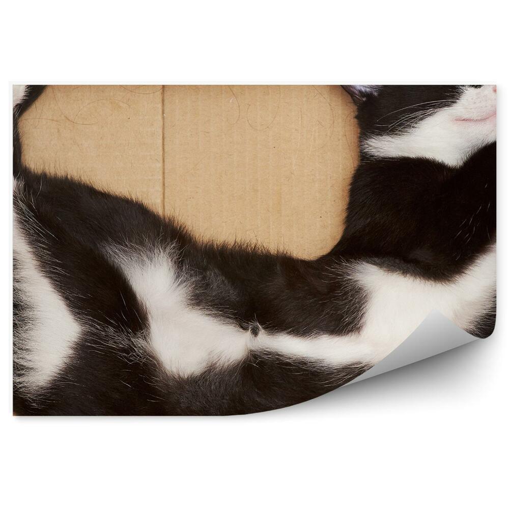 Fototapeta Czarno-biały kot w pudełku śpiący odpoczynek