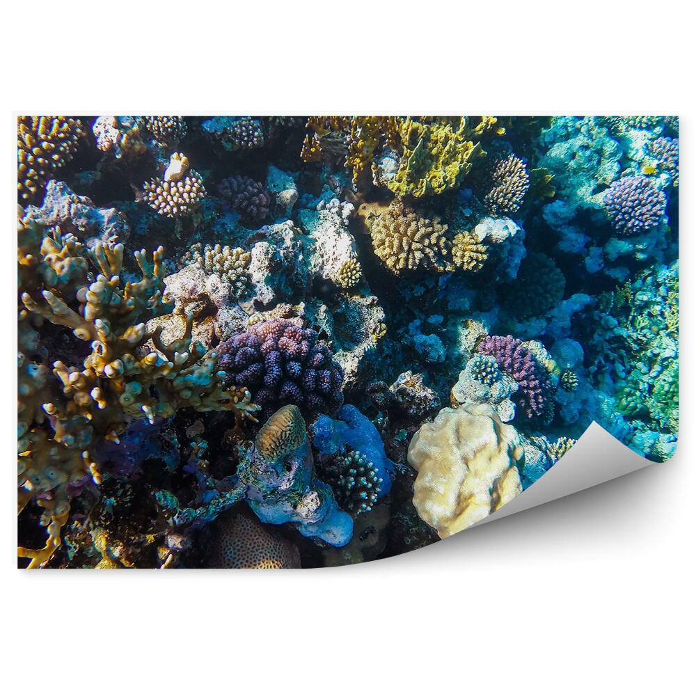 Okleina ścienna Morze Czerwone podwodne rafy koralowe