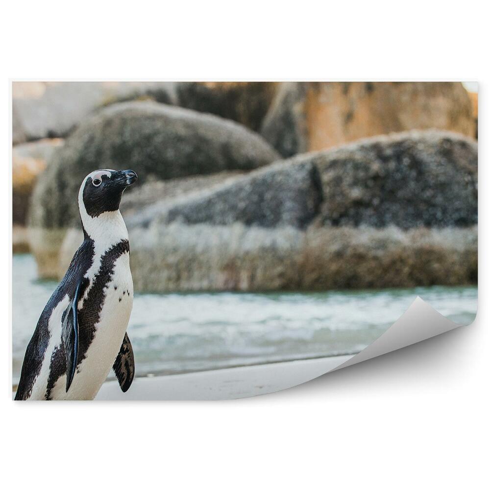 Fototapeta Pingwin afrykański woda skały