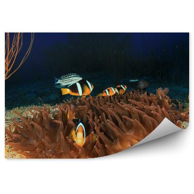 Okleina ścienna Rafa ukwiały i ryby błazenki