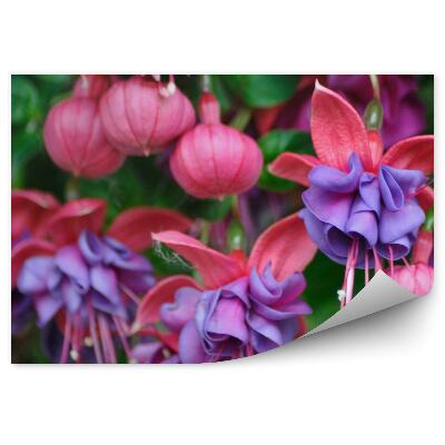 Fototapeta na ścianę Różowo fioletowe kwiaty fuksji zielone liście