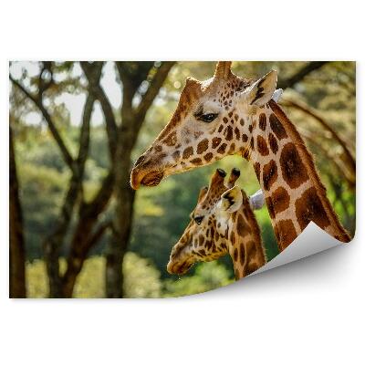 Okleina ścienna Kenia zwierzęta żyrafy roślinność zieleń