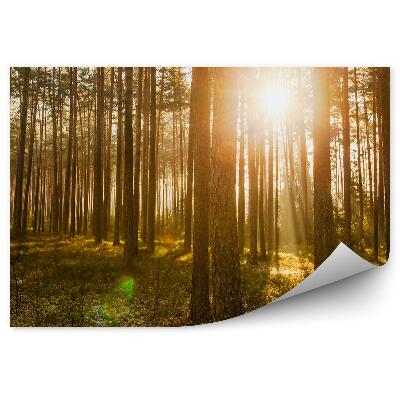 Fototapeta Las sosnowy wschód słońca