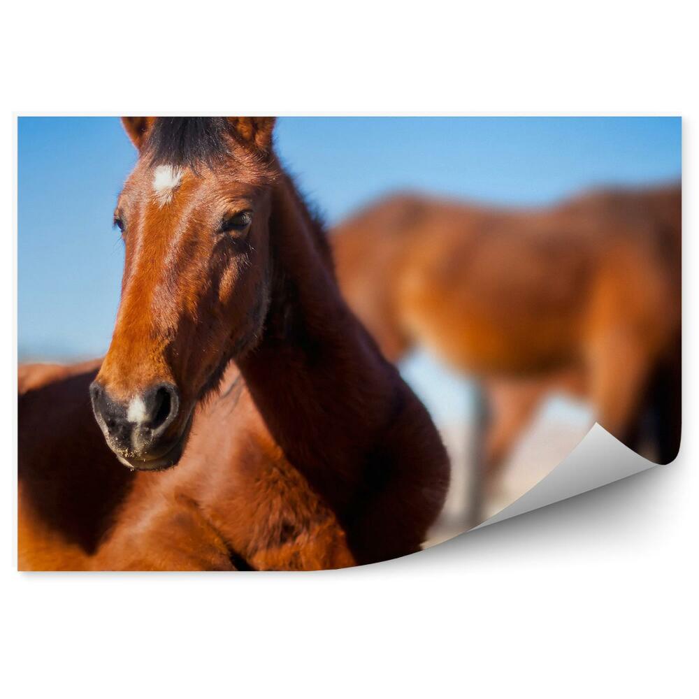 Fototapeta Stado brązowych koni odpoczynek