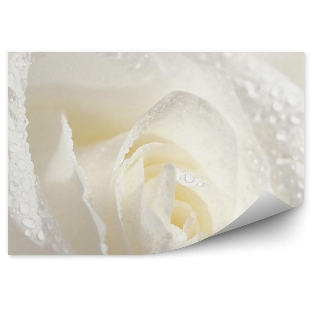 Fototapeta na ścianę Piękna biała róża rosa tło