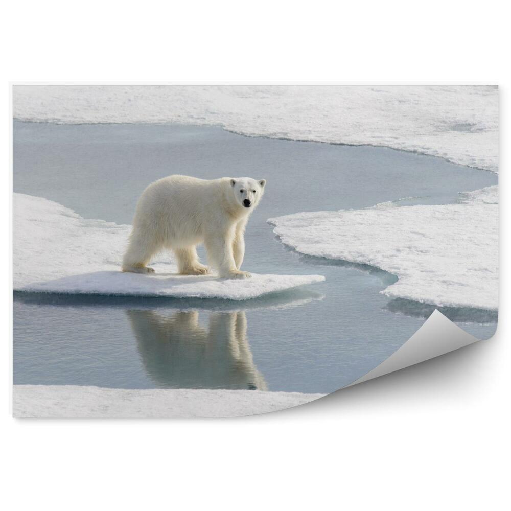 Fototapeta Niedźwiedź polarny