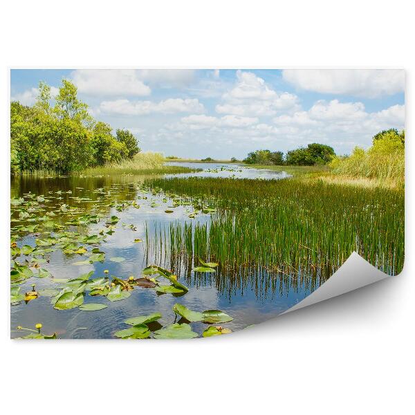 Fototapeta na ścianę Podmokłe tereny woda lilie wodne park