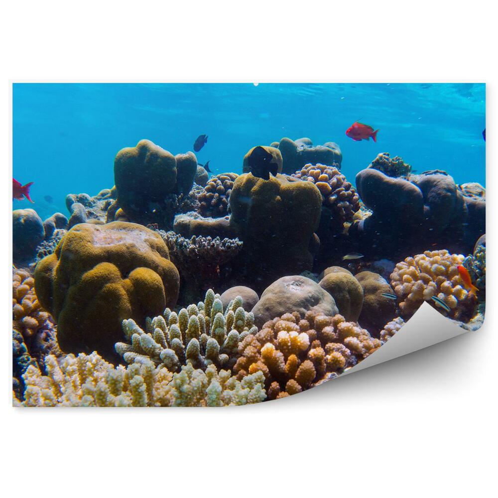 Okleina ścienna Podwodna rafa koralowa kolorowe ryby ocean indyjski