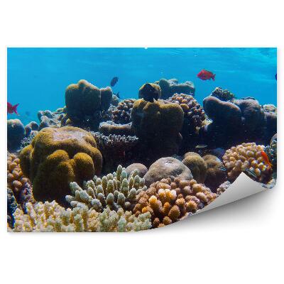 Okleina ścienna Podwodna rafa koralowa kolorowe ryby ocean indyjski