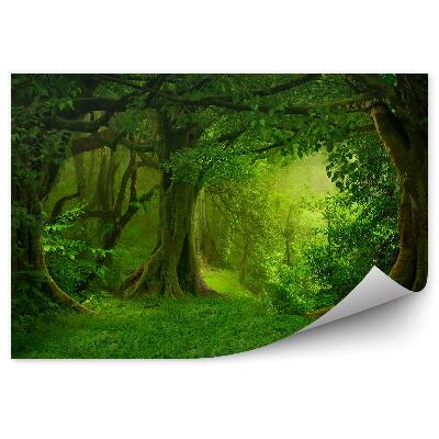 Okleina ścienna Tropikalna dżungla azja zieleń drzewa