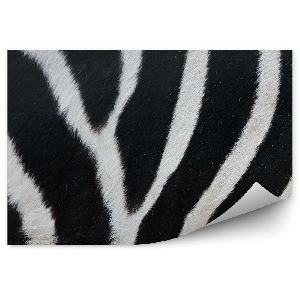 Fototapeta samoprzylepna Czarno-białe pasy futro zebra